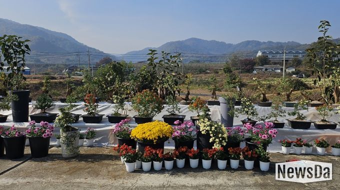 충주시 관산마을 국화전시회 개최(진열된 국화 사진)
