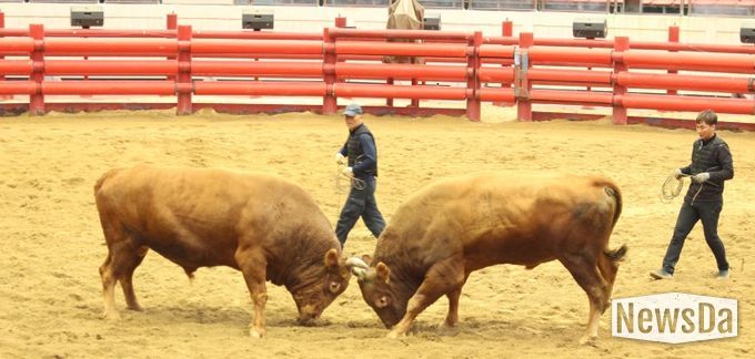 2025년 청도군 전국 민속 소싸움대회 성황리 종료