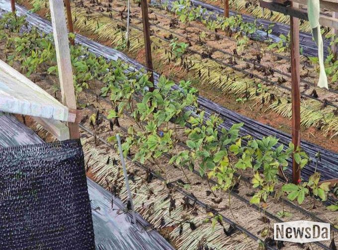 안성시, 농업시설 폭설·한파 사전대비 및 현장점검 실시