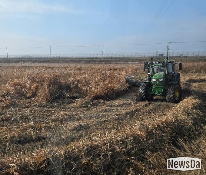 한강하구 자생 갈대 수거