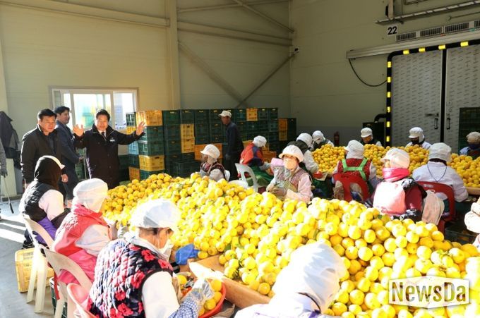 고흥군, 2025년산 고흥 유자 본격 수확과 수매