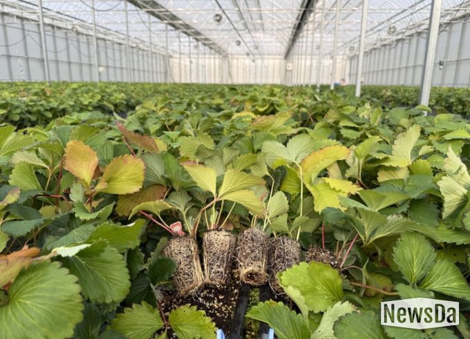 조직배양 딸기 우량묘 공급