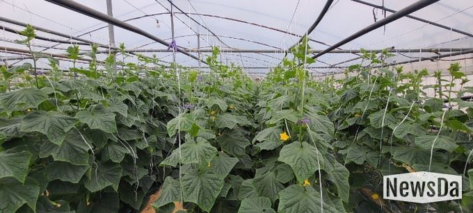 “순천 오이” 본격 출하