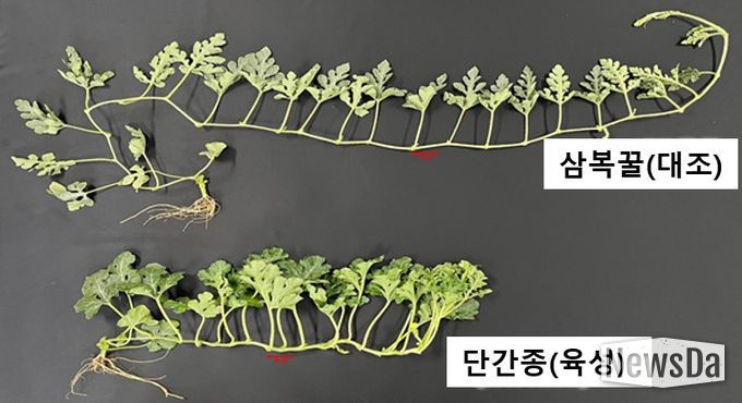 <기존품종과 개발품종의 덩굴길이 비교>