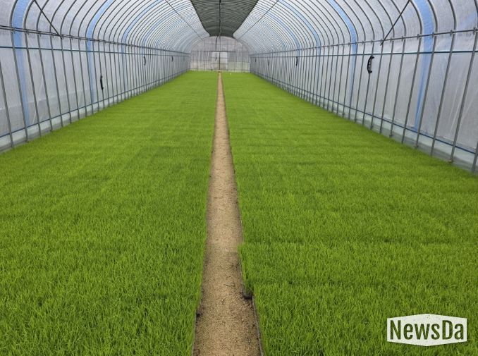 벼 농사의 첫걸음, 내년도 벼 보급종 신청하세요