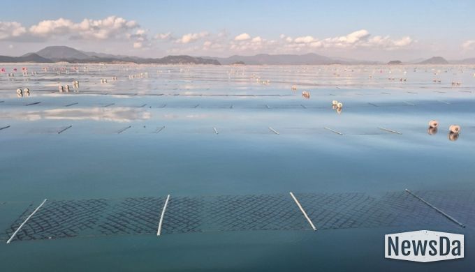 2026년산 청정 고흥산 김 본격 출하