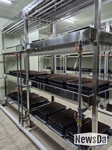 ,‘바이러스에 강한 씨마늘’생산