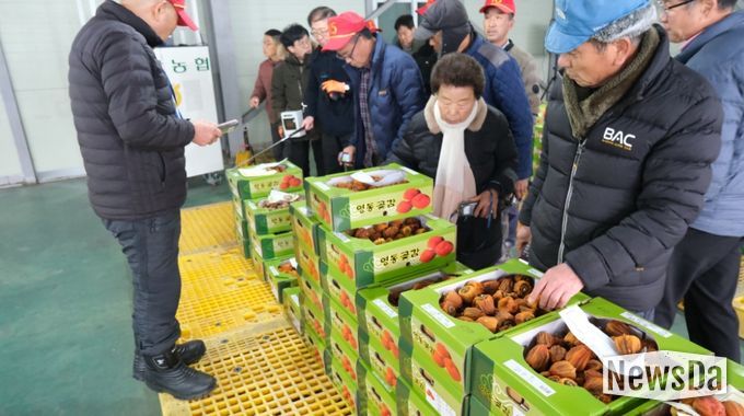 감고을 영동 명품 곶감 출하 시작