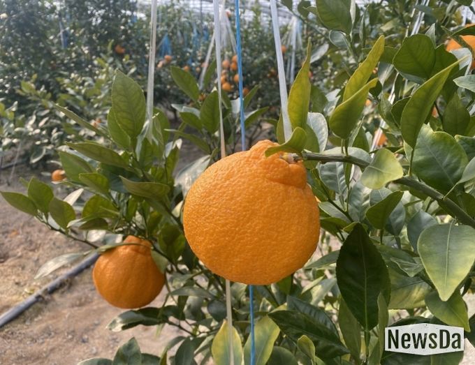 포항시에서 재배한 아열대 과수작물 한라봉