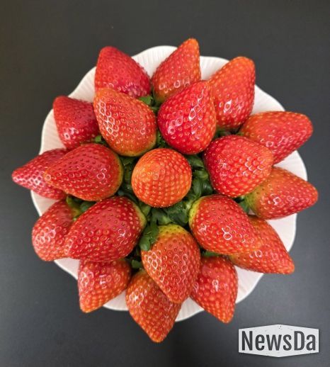 농기원, 신품종 미향 품종보호출원 완료