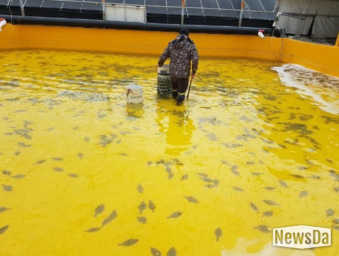 양식어가 사진 (넙치).