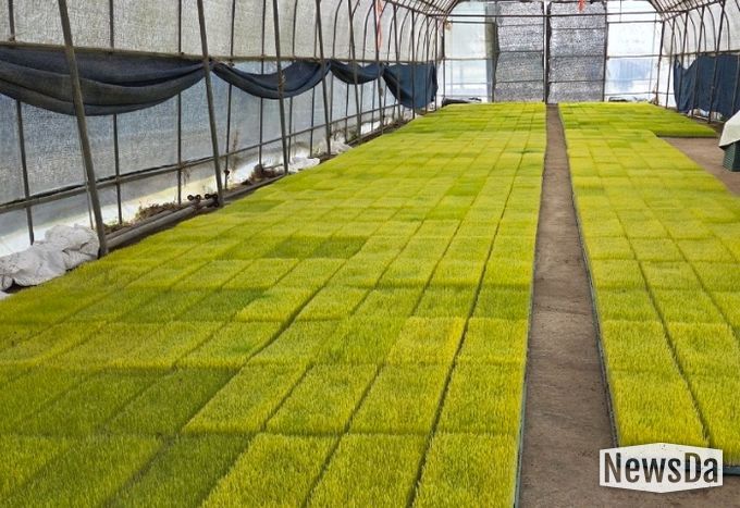 정읍시, 벼 육묘용 상토·육묘 지원에 20억 투입