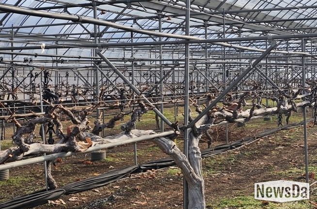 포도 이상기상 대응은 ‘전정’부터 시작