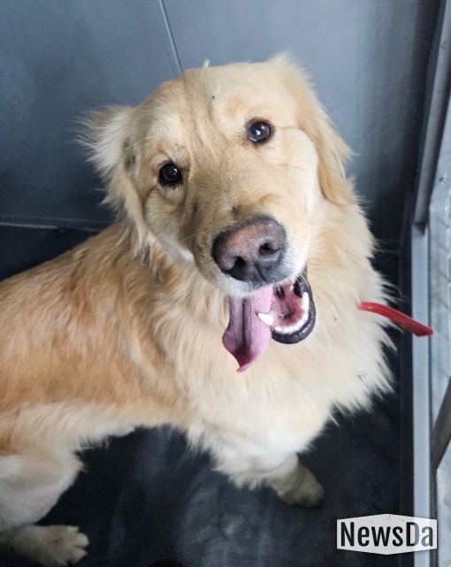 안성시, 유기동물 임시보호 및 긴급치료 지원사업 추진